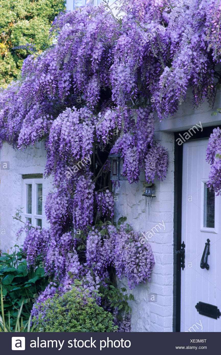White Cottage fronte con viola Glicine pianta rampicante, fiore, porta, finestra, giardino ...