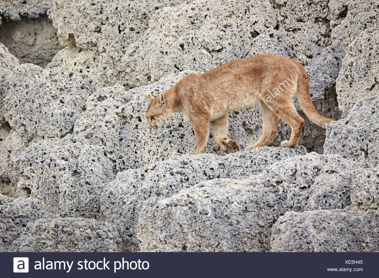 puma femmina puma femmina