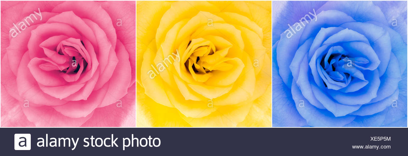 Multicolor Roses Immagini E Fotos Stock Alamy