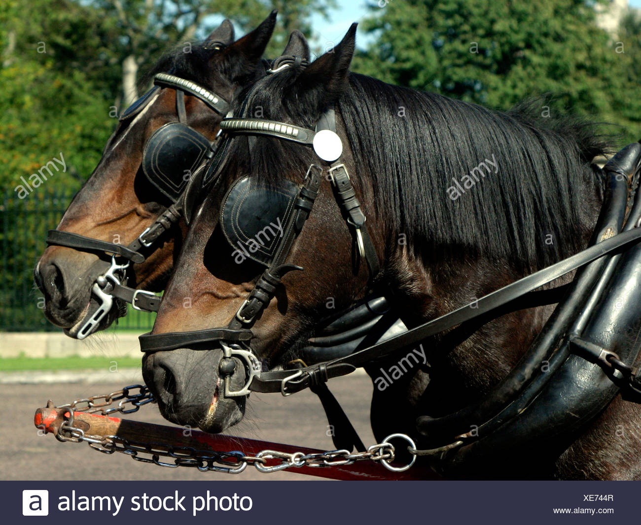 Una Coppia Di Cavalli Da Lavoro Con Paraocchi Foto Stock Alamy