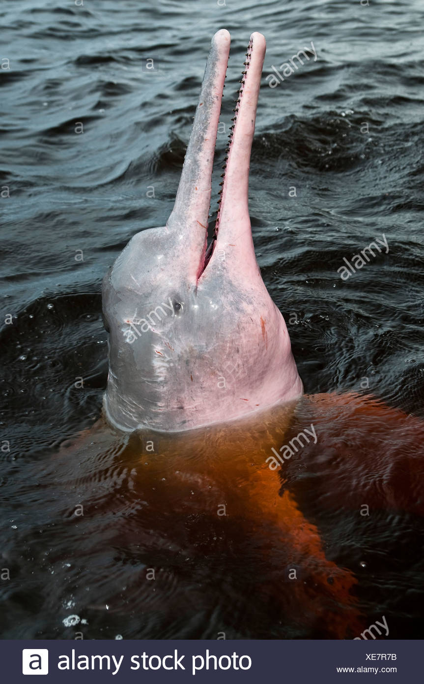 L'Amazzonia delfini di fiume o Rosa delfini di fiume ( geoffrensis ...