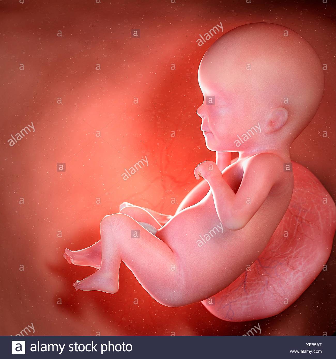 Feto Umano Eta 26 Settimane Illustrazione Foto Stock Alamy