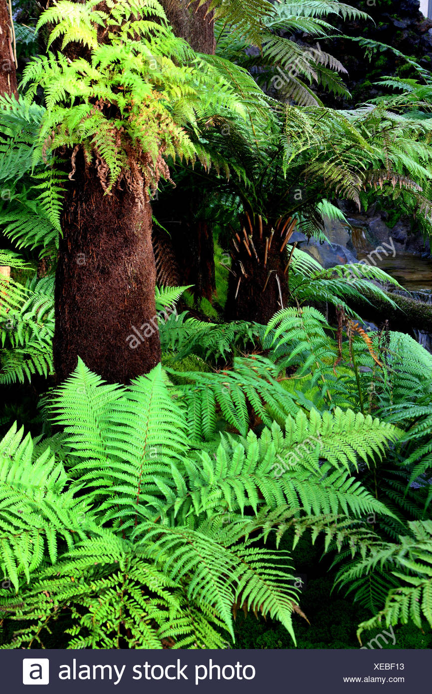FELCI Antartide-FELCE albero della Tasmania