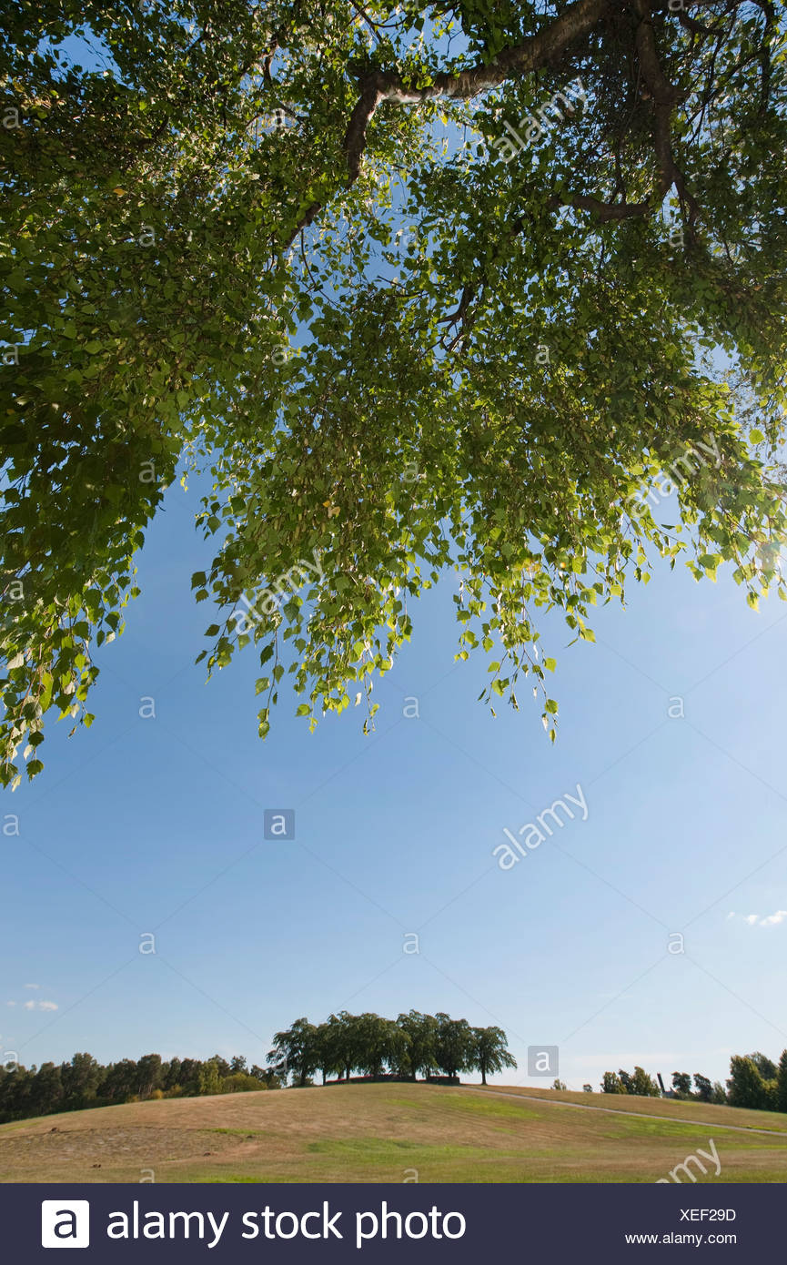 Idilliaco paesaggio del parco Foto Stock