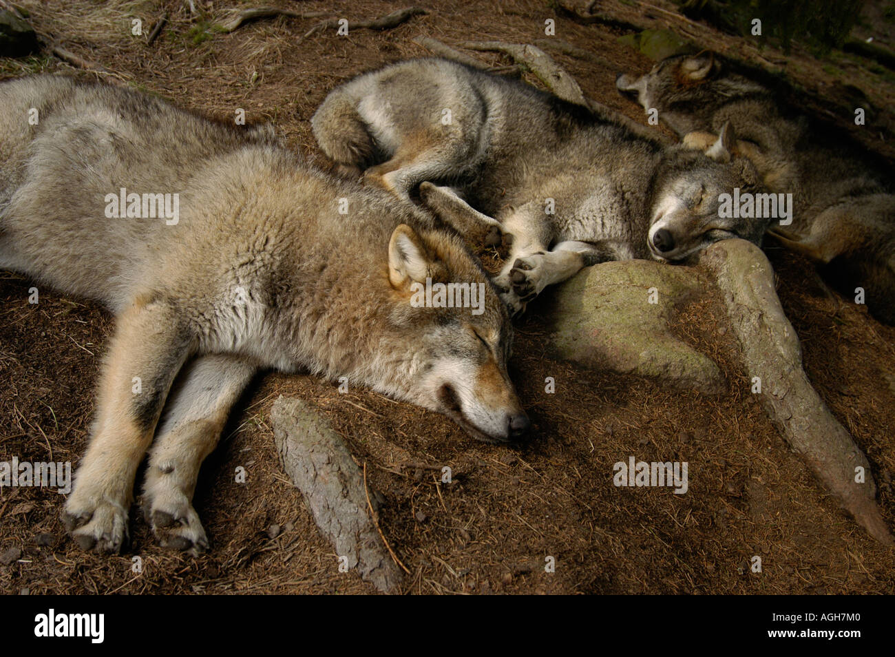 Sleeping Wolves