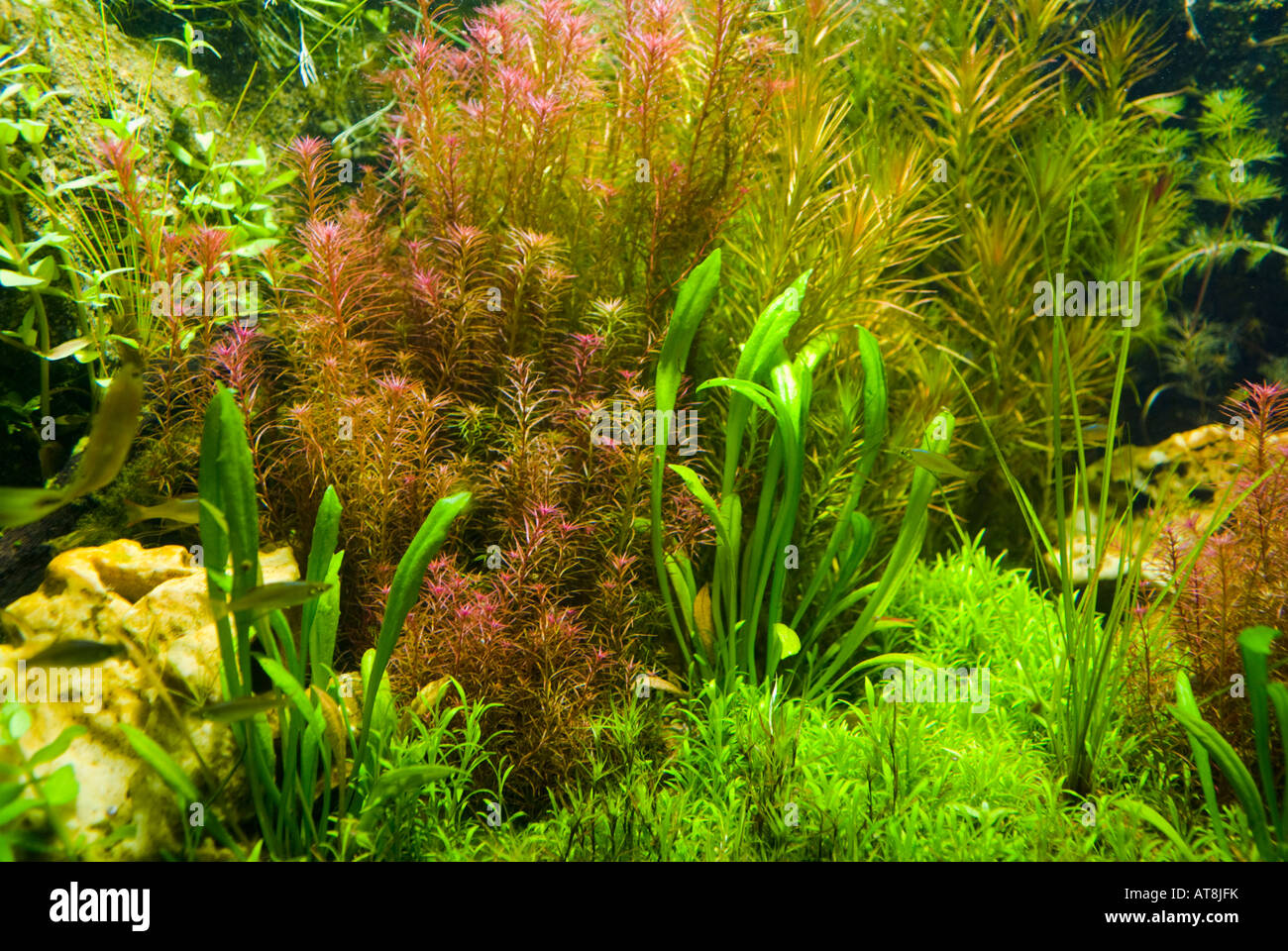 Unduh 530+ Background For Aquarium Plants Gratis