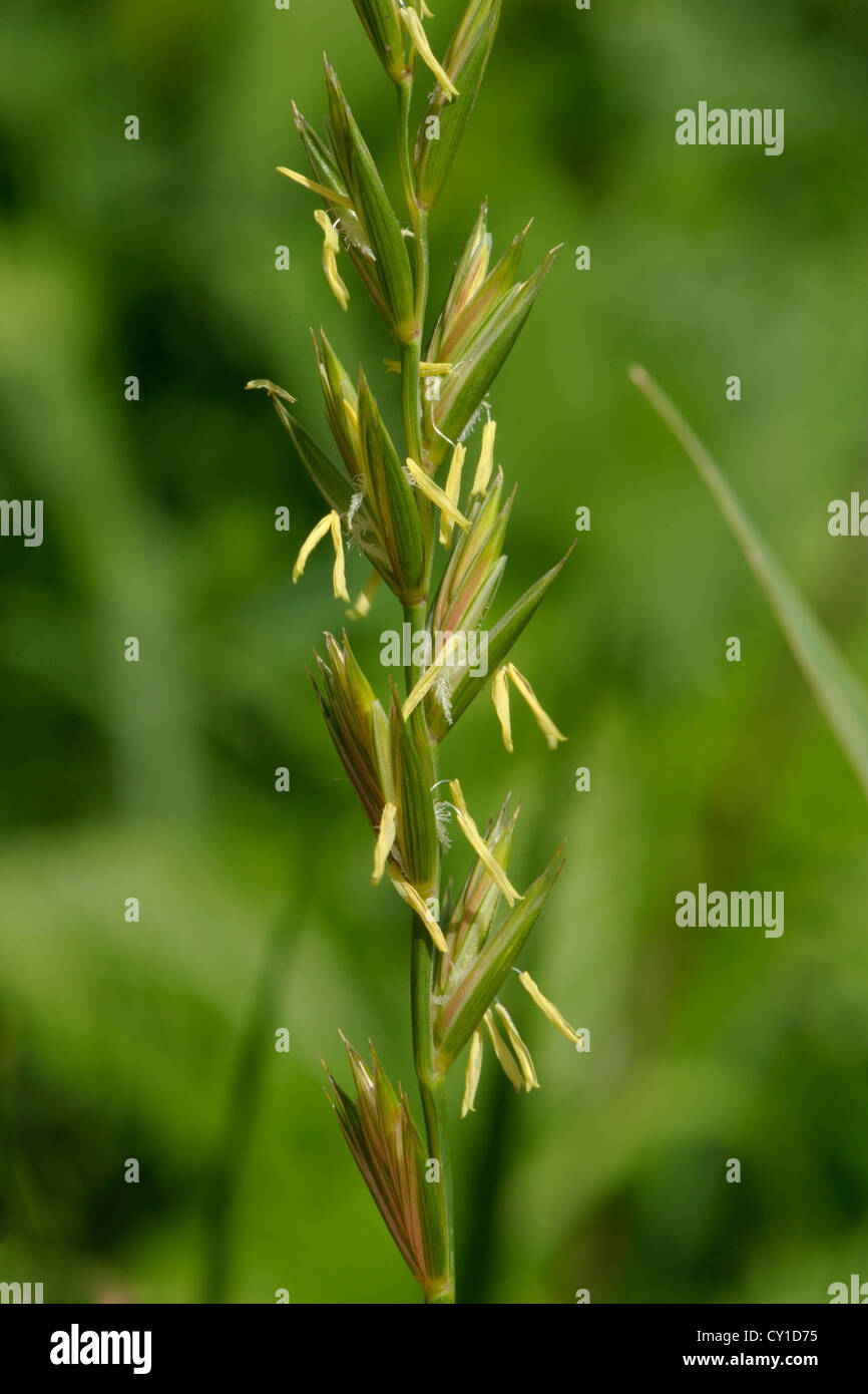 Common Couch Grass Elytrigia Repens Stock Photo 51048793 Alamy