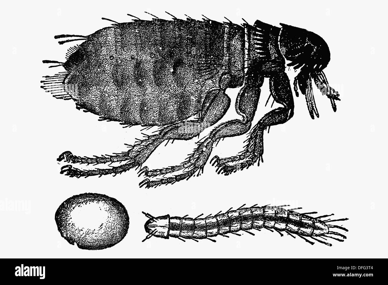 cão pulga sexo feminino ovo e larva ctenocephalides canis