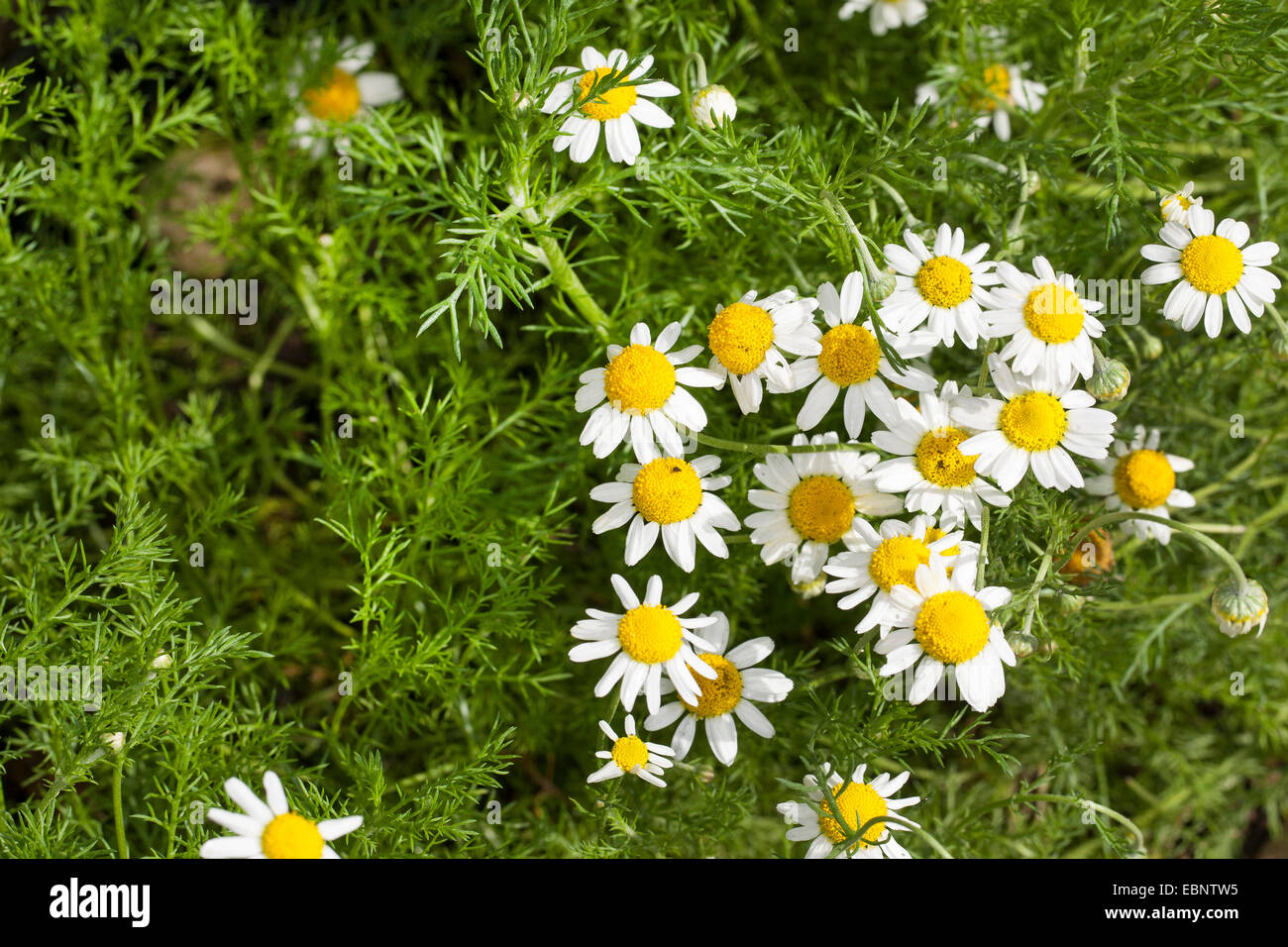 ANTHEMIS NOBILIS PDF DOWNLOAD ANTHEMIS NOBILIS PDF DOWNLOAD