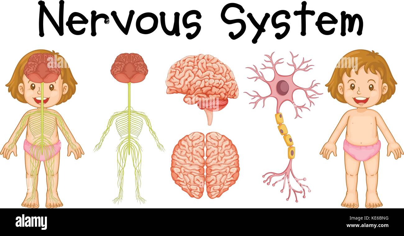 Nervous System Of Little Girl Illustration Stock Vector Art - 