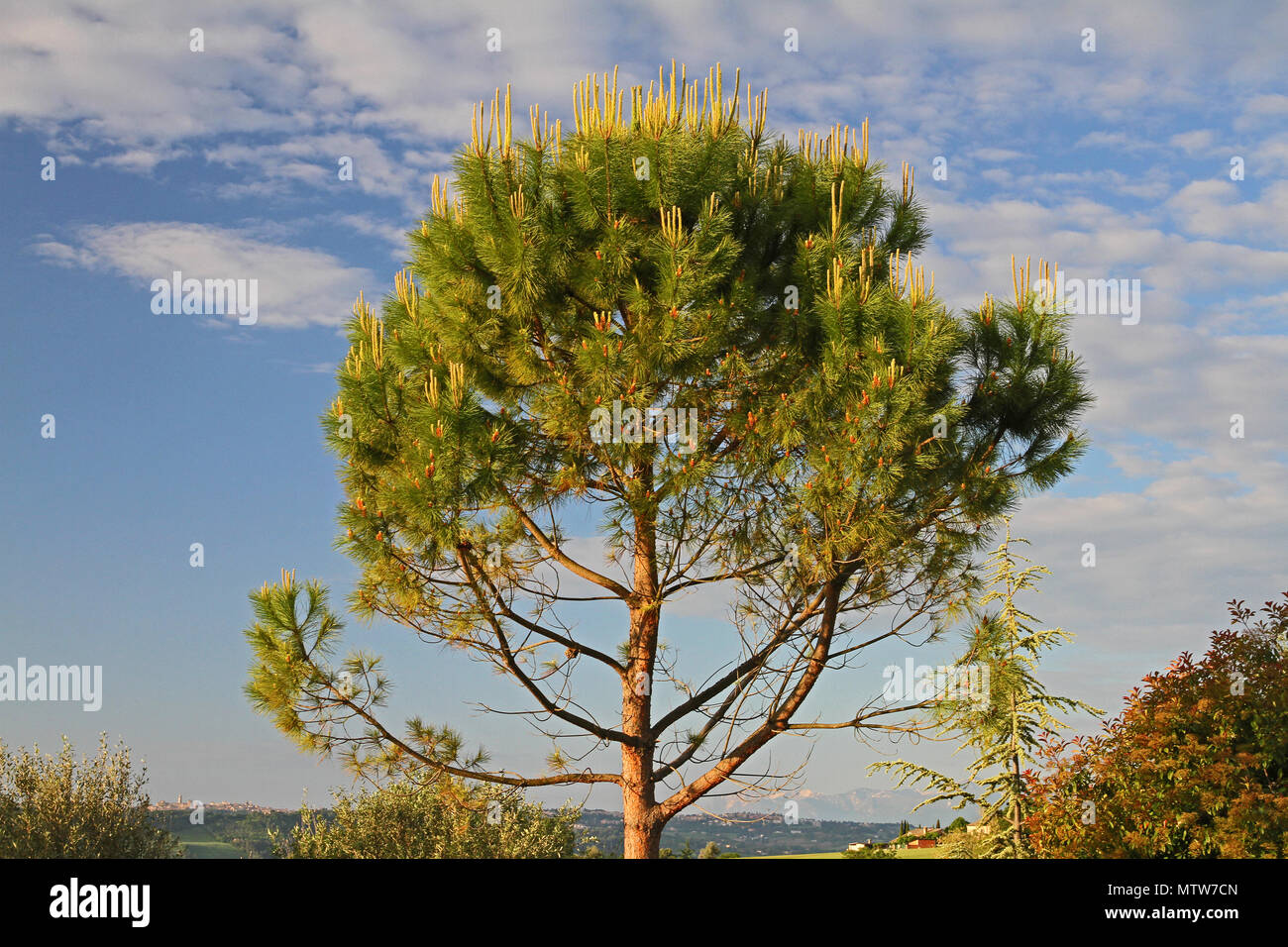 Mediterranean pine tree Latin pinus pinea also called umbrella ...