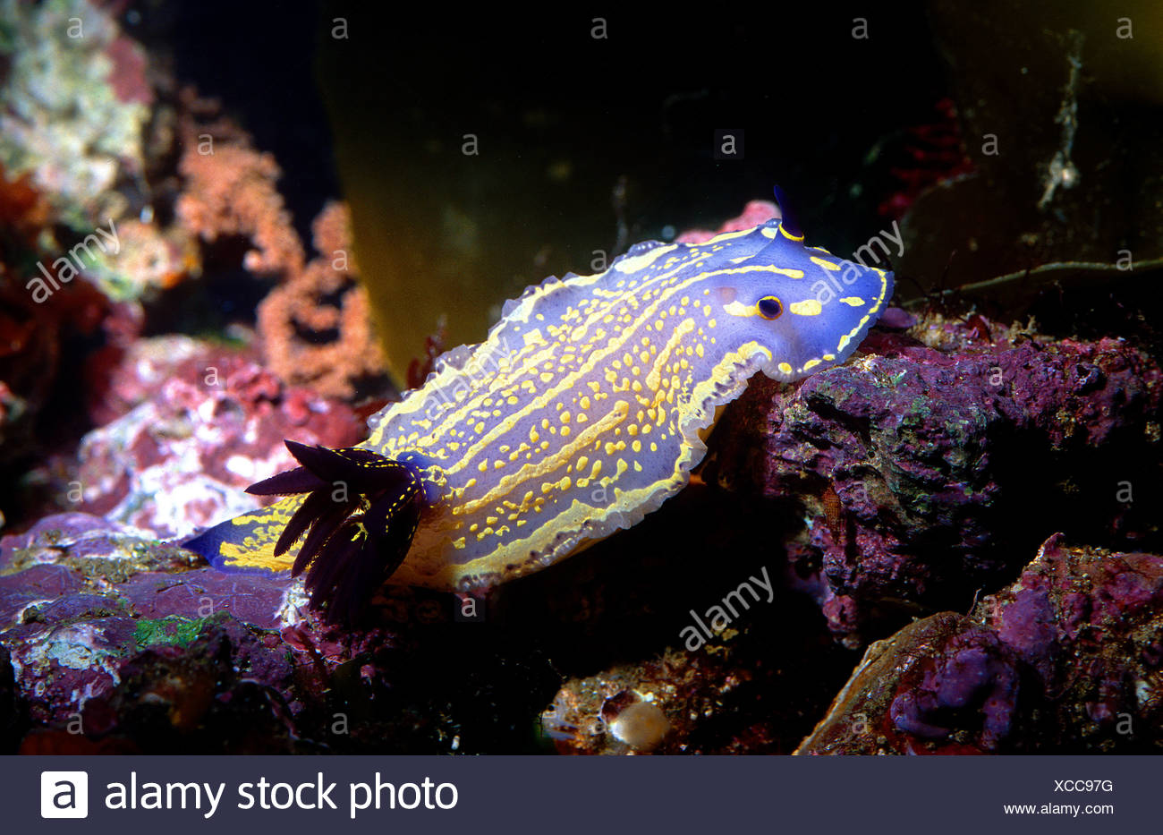NUDIBRANCH DEL MEDITERRANEO EBOOK DOWNLOAD NUDIBRANCH DEL MEDITERRANEO EBOOK DOWNLOAD